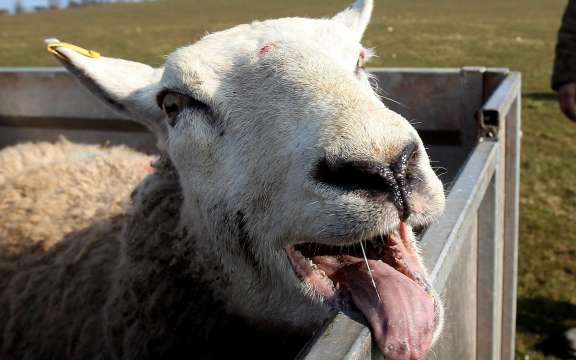 Пастир беше изненадан от поведението на стадото си овце няколко