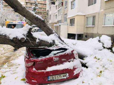 Паднало дърво премаза автомобил в София Инцидентът е станал в
