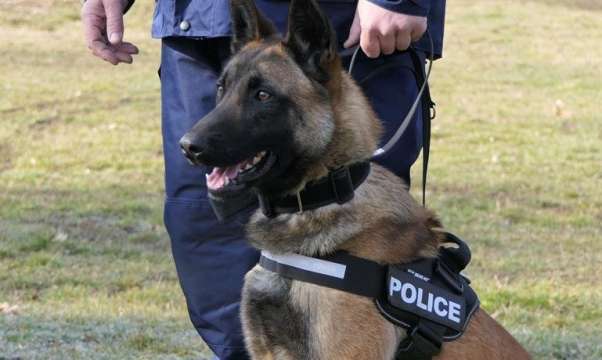От днес полицейски патрул със служебно куче ще обикаля централната