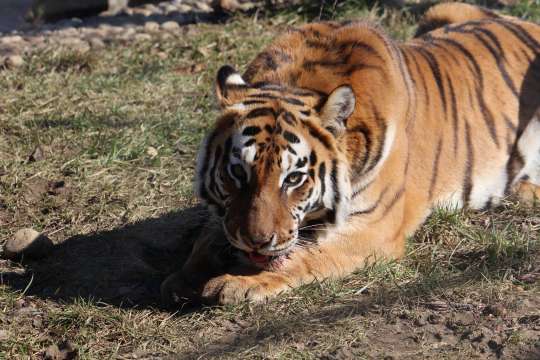 На 19 годишна възраст почина сибирската тигрица Шели в софийския зоопарк Това
