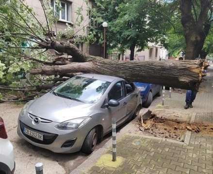 Дърво падна върху кола в столицата стана ясно от публикация