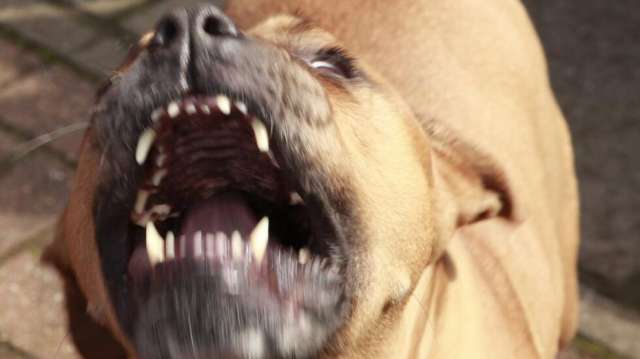 37 годишна жена почина от кръвозагуба след ухапване от кучето ѝ