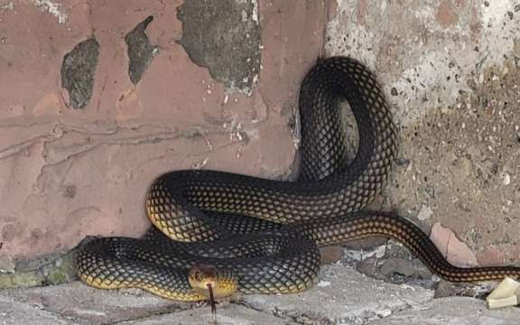 Змия влезна в сградата на кметството в село Смоличано община