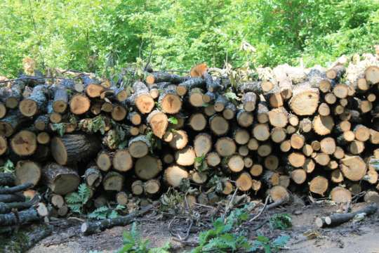 Мъж на 27 години е загинал при дърводобив в Благоевградско