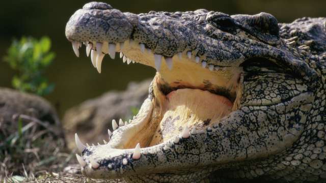 12 годишнодете е било убито от крокодил след като влязло