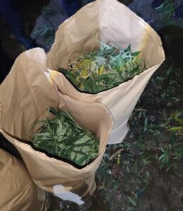 Полицията разкри канабисова плантация в крайно село край Дупница