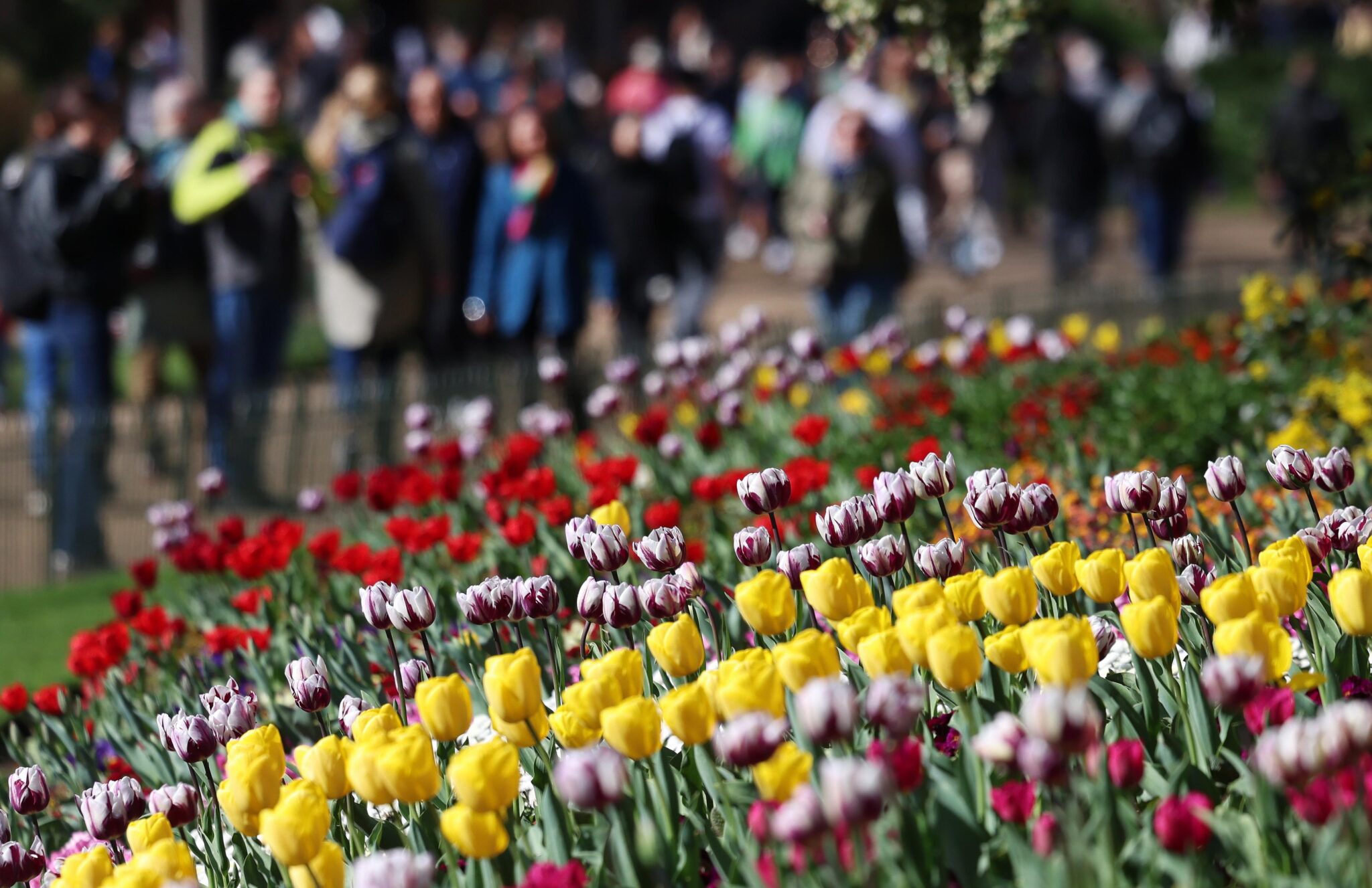 Днес православните християни отбелязват Цветница а католиците 8211 Палмова неделя