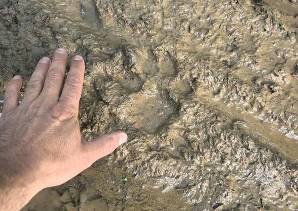 Операцията по залавянето на черната пантера забелязана на Шуменското плато