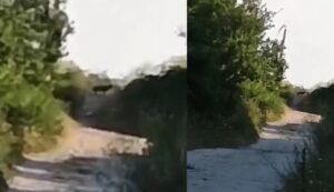 Тревога в Шумен: BG-Alert предупреди за пантерата