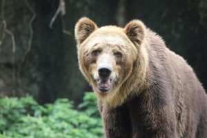 Мечки нанесоха щети за 5500 лв. в Габровско – компенсации само за двама стопани