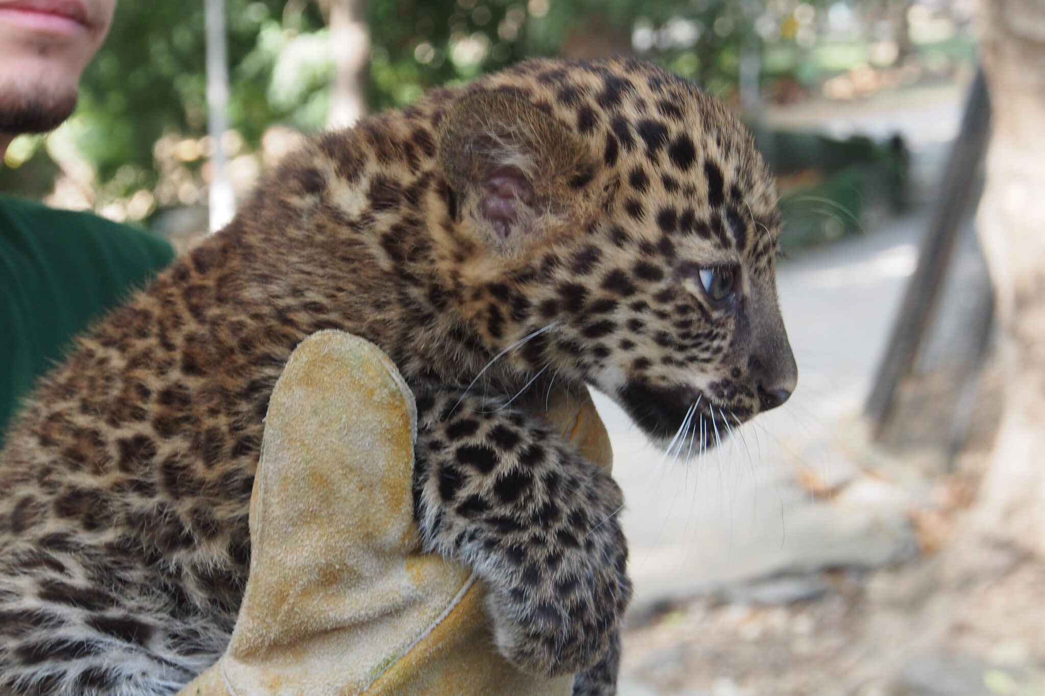 Варненският зоопарк официално представи най новия си обитател – малката Виктория