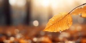 „Сиромашко лято“ в края на октомври