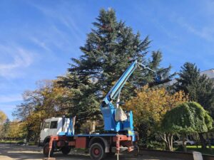 Димитровград подготвя коледната си украса – най-голямото живо дърво в Европа грейва на 29 ноември