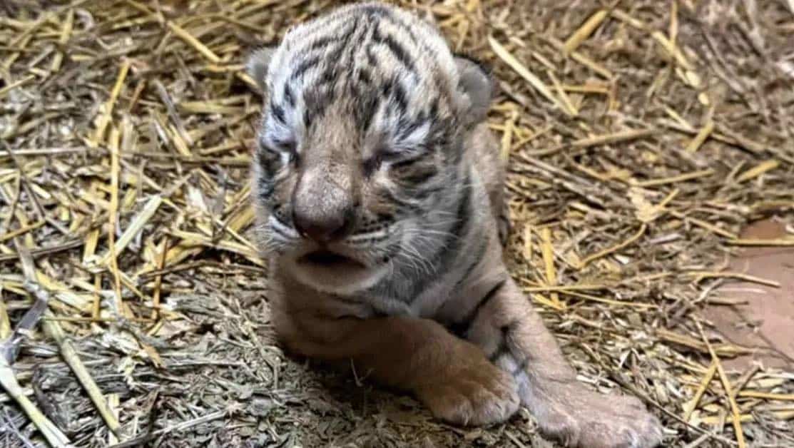В зоопарка в Стара Загора новороденото бенгалско тигърче което е