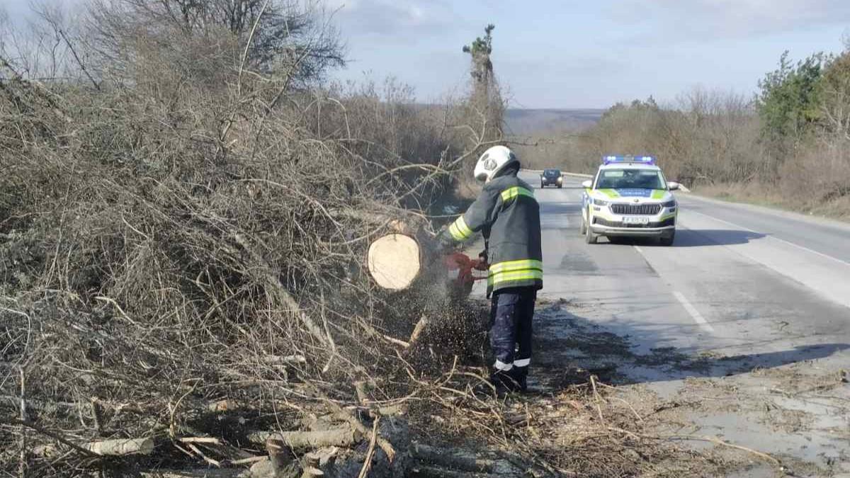 Паднали дървета временно блокираха пътя Русе – София в района