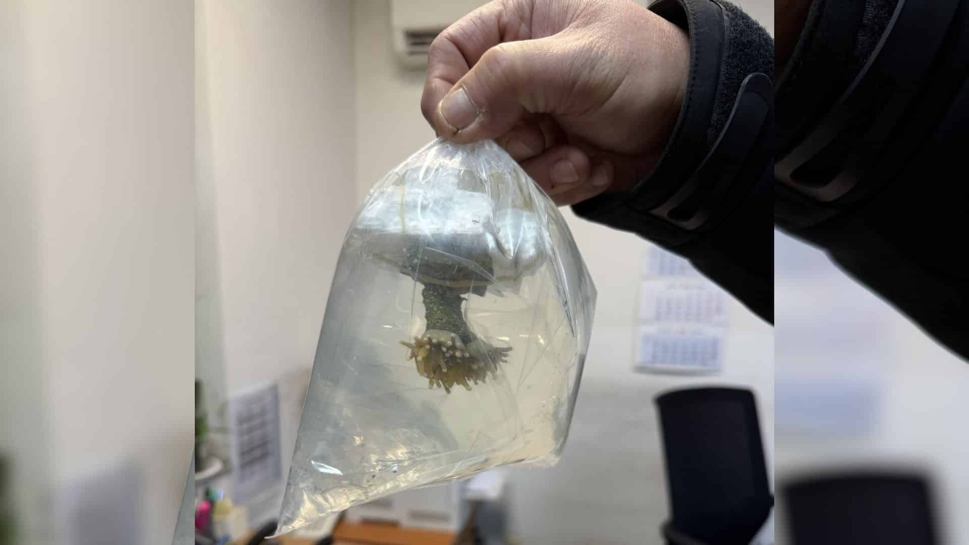 Пет екзотични живи корала укрити в товарното отделение на автобус