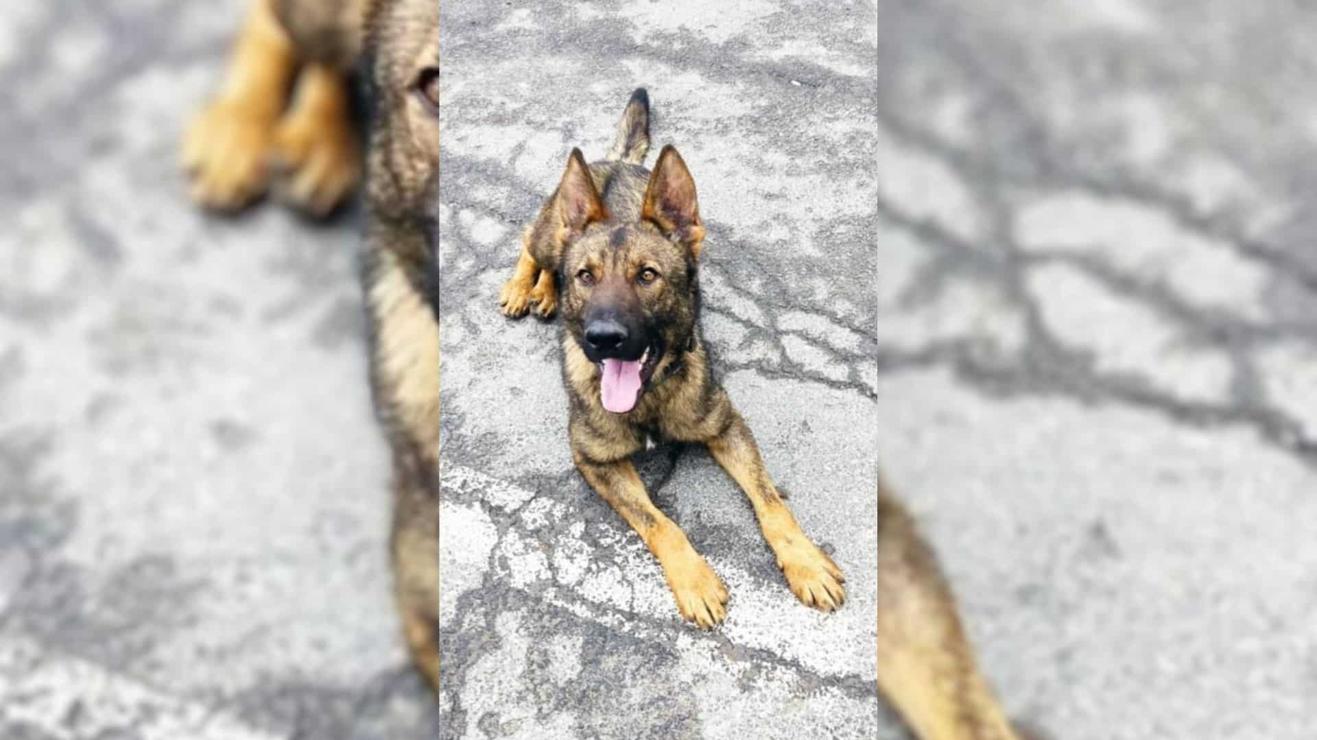 Голямо количество марихуана укрито в осем газови бутилки на два