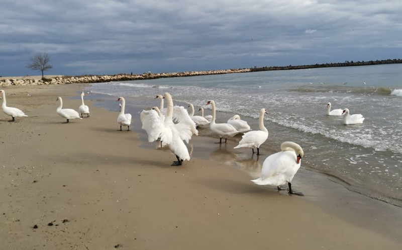 Едни от първите лебеди долетяха във Варна (ВИДЕО)