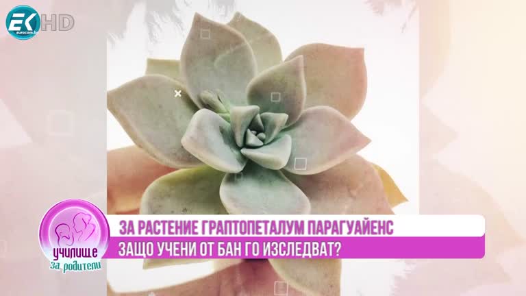 Нина Нанкова за растение, което лекува човешките коронавируси