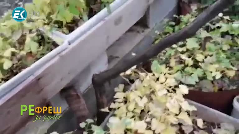 Как един човек засажда дървета, за да спаси белите дробове на планетата – Той е Стоян Георгиев – 21.11.2020 част 2