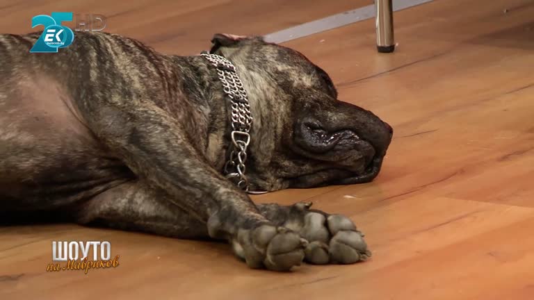 Венцислав Дачевски / 27.11. 2021г.